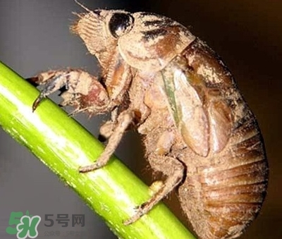 一天吃多少蝉蛹