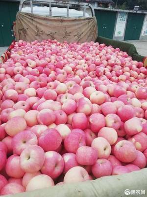 邢台实体店苹果价格多少