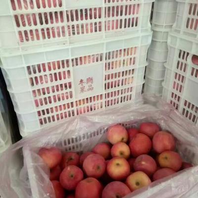 邢台实体店苹果价格多少