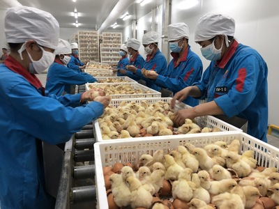 建一个孵化厂需要多少投资