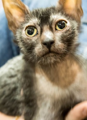 狼人猫多少钱