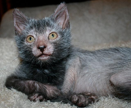 狼人猫多少钱