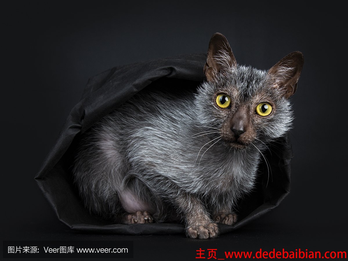 狼人猫多少钱