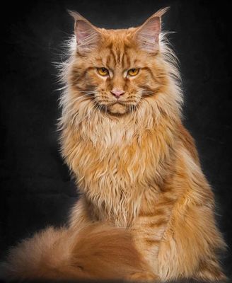 狼人猫多少钱