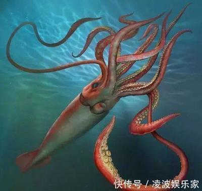 大王乌贼最大有多少