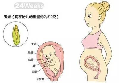 胎儿610克是多少