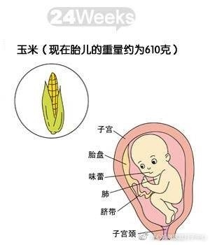 胎儿610克是多少