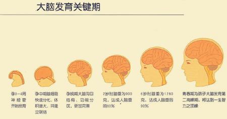 每个人大脑开发多少