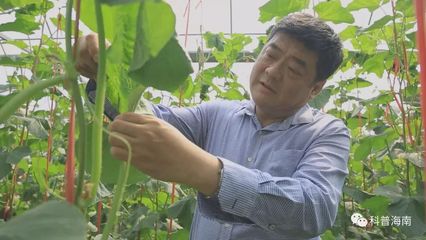 转基因研发 多少年了