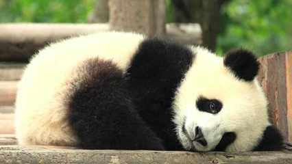 熊猫tv 多少流量