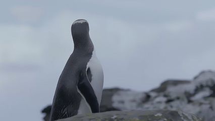 世上有多少种企鹅