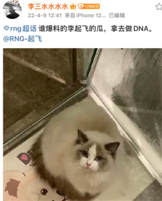 猫dna检测多少钱