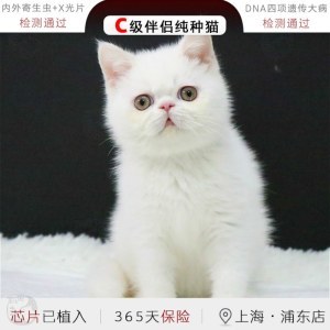 猫dna检测多少钱