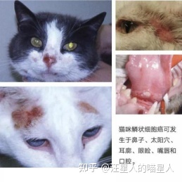 猫dna检测多少钱