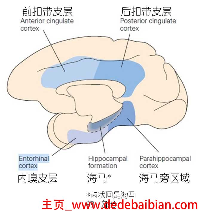 人的大脑中有多少神经元