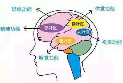 人的大脑中有多少神经元