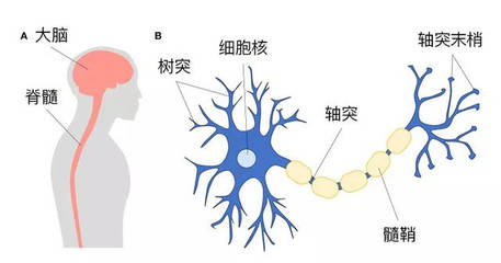 人的大脑中有多少神经元
