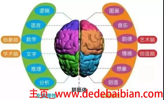 人的大脑中有多少神经元