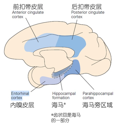 人的大脑中有多少神经元
