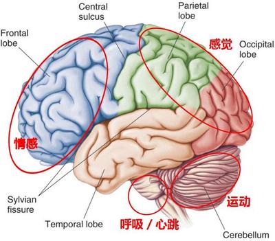人的大脑中有多少神经元