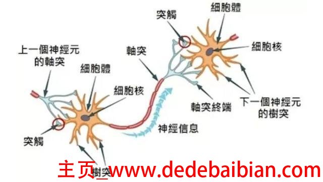 人的大脑中有多少神经元