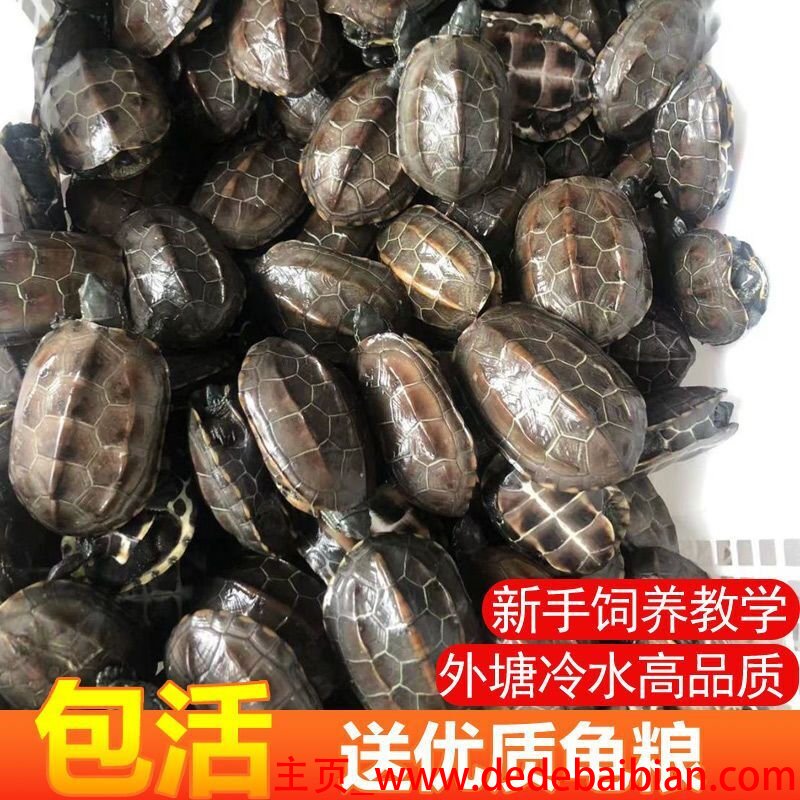 cool1返修换屏多少钱