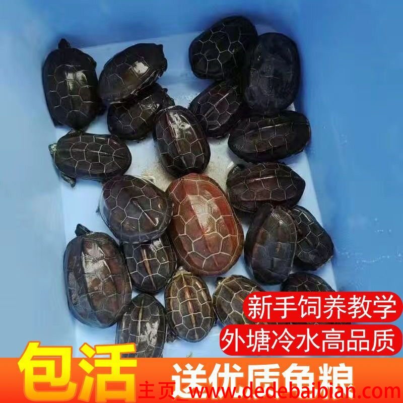cool1返修换屏多少钱