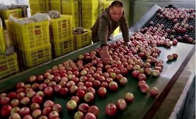苹果卖了多少台