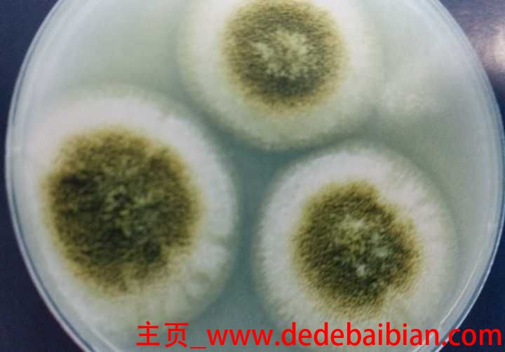 灰尘中有多少种微生物