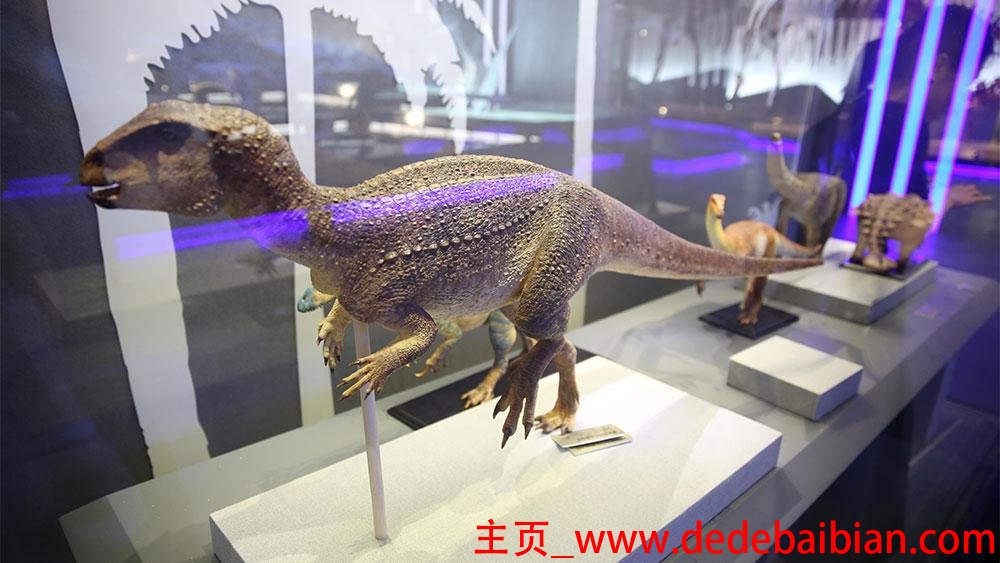 中国有多少只甲龙