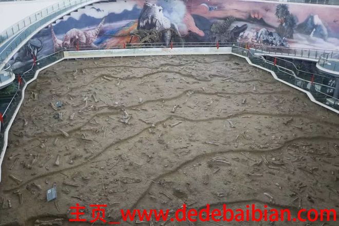 中国有多少只甲龙