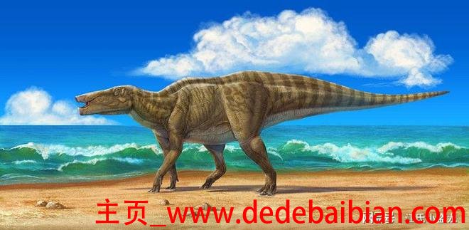 中国有多少只甲龙
