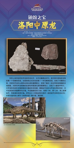 中国有多少只甲龙
