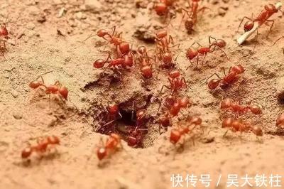 蚂蚁一天可繁殖多少