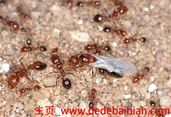 蚂蚁一天可繁殖多少