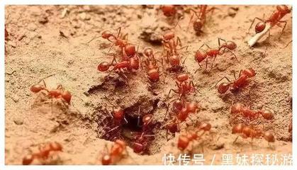 蚂蚁一天可繁殖多少