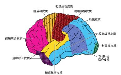 人的大脑有多少个神经