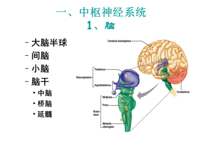 人的大脑有多少个神经