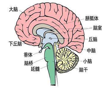 人的大脑有多少个神经