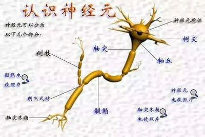 人的大脑有多少个神经