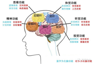 人的大脑有多少个神经