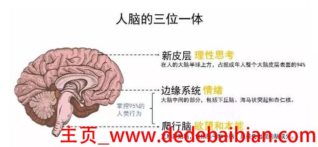 人的大脑有多少个神经