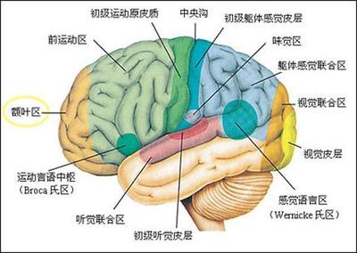 人的大脑有多少个神经