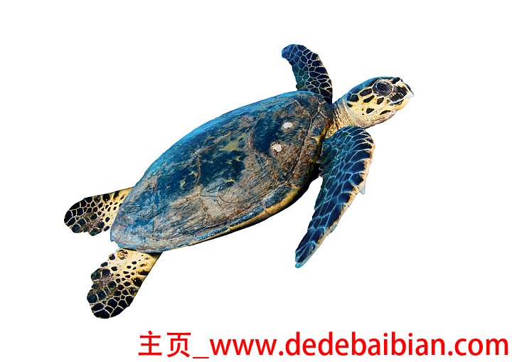 一只小玳瑁龟多少钱