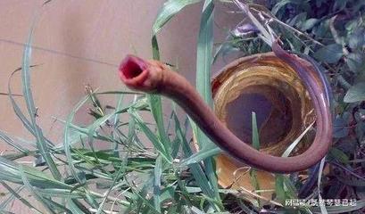 黄鳝的最长寿命多少年