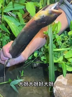 黄鳝的最长寿命多少年