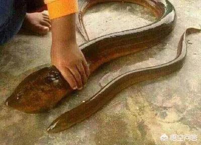 黄鳝的最长寿命多少年