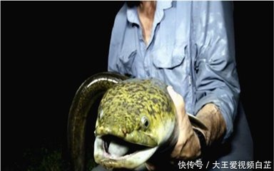 黄鳝的最长寿命多少年