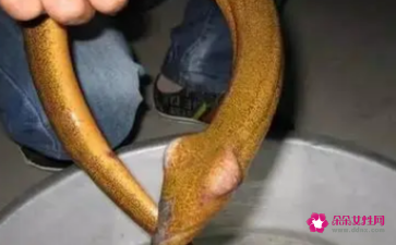 黄鳝的最长寿命多少年