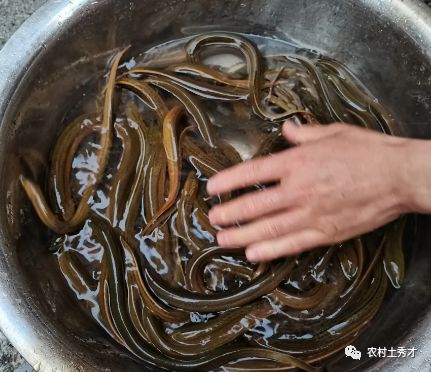 黄鳝的最长寿命多少年